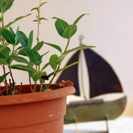 Bellisima Campagna Pelekapina -chania Crete Appartement