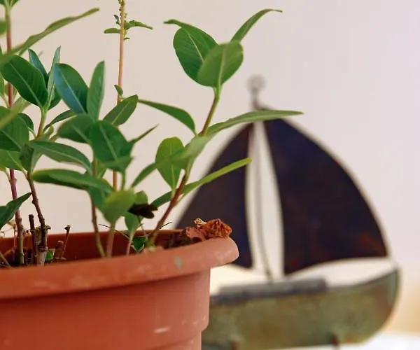 Bellisima Campagna Pelekapina -chania Crete Appartement